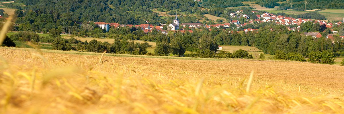 Blick über ein Getreidefeld mit dem Kirchturm der Gemeinde Reichelsheim im Hintergrund