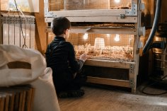 Kind kniet vor einem beleuchteten Hühnerstall und beobachtet Küken hinter Drahtgitter in einer warmen Scheune.