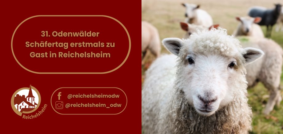 31. Odenwälder Schäfertag erstmals zu Gast in Reichelsheim Ankündigung des 31. Odenwälder Schäfertags in Reichelsheim; rechts ein Schaf im Vordergrund und weitere Schafe auf einer Weide.