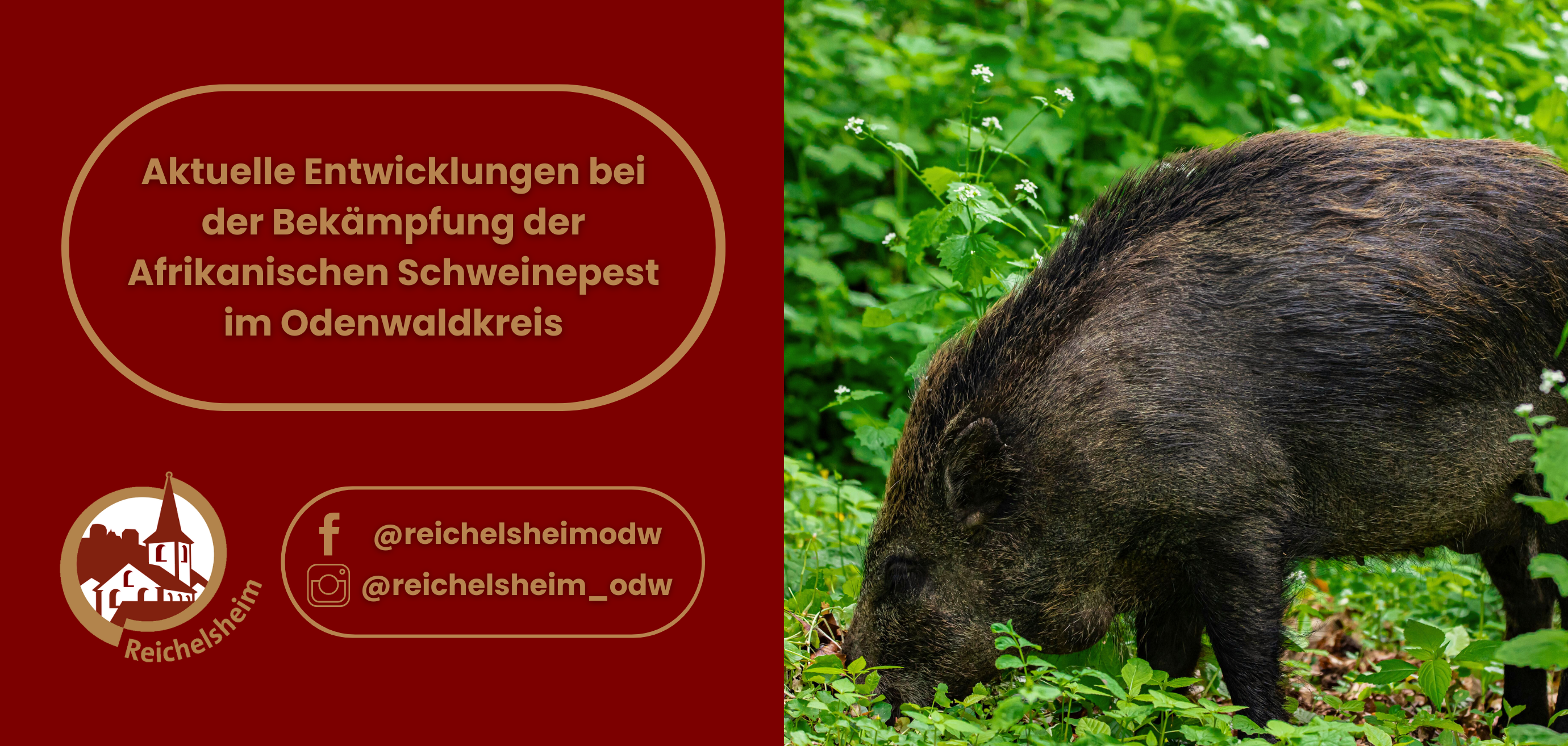 Zweigeteilte Übersicht. Auf der linken Seite ist der Titel des Artikels zu lesen und ein Hinweis auf die Social Media Kanäle der Gemeinde Reichelsheim zu sehen. Auf der rechten Seite ist ein zum Artikel passendes Bild platziert.