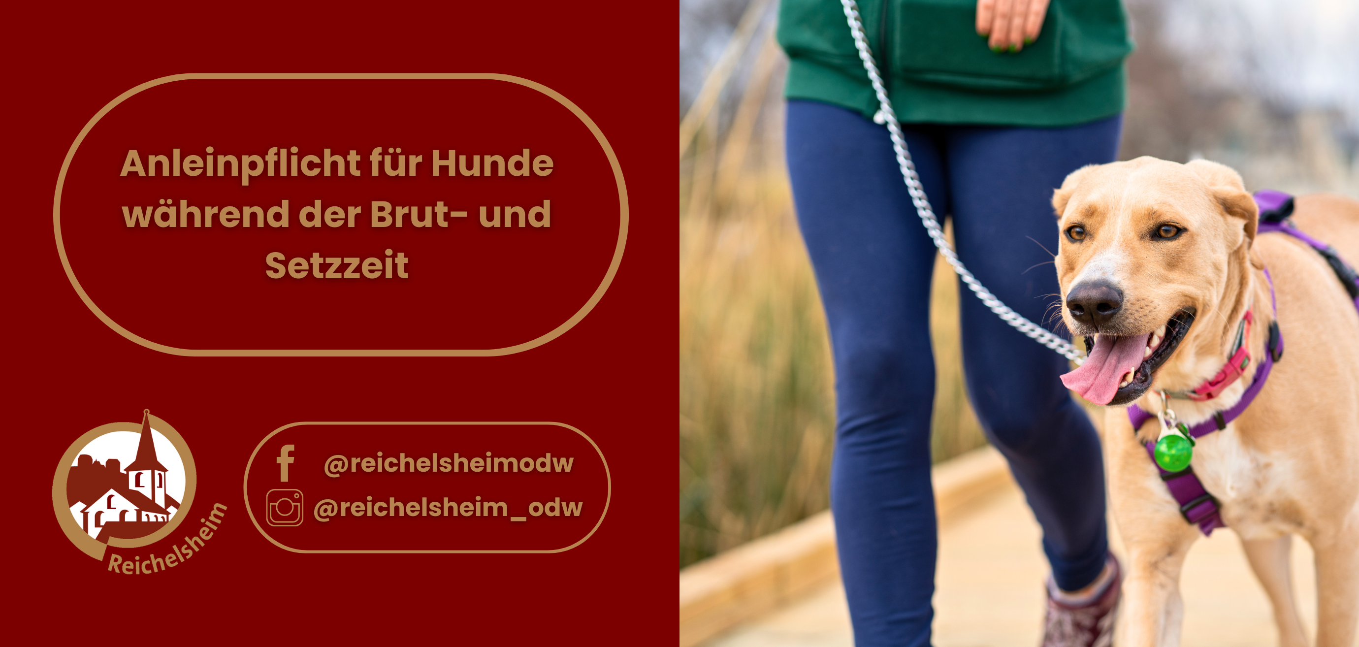 Zweigeteilte Übersicht. Auf der linken Seite ist der Titel des Artikels zu lesen und ein Hinweis auf die Social Media Kanäle der Gemeinde Reichelsheim zu sehen. Auf der rechten Seite ist ein zum Artikel passendes Bild platziert.