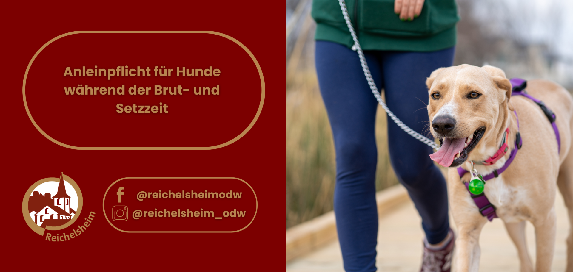 Eine Informationsgrafik zur Anleinpflicht für Hunde. Die linke Hälfte zeigt auf dunkelrotem Hintergrund in goldener Schrift den Text "Anleinpflicht für Hunde während der Brut- und Setzzeit". Darunter befindet sich das stilisierte Logo der Gemeinde Reichelsheim (ein Gebäude mit Turm in einem Kreis) sowie Social-Media-Symbole für Facebook (@reichelsheimodw) und Instagram (@reichelsheim_odw). Die rechte Hälfte des Bildes zeigt einen hellbraunen Hund mit einem lila Geschirr und einem pinken Halsband, der an einer silbernen Leine neben dem Unterkörper einer Person mit dunkelblauen Hosen und grünem Oberteil läuft. Der Hund hat das Maul leicht geöffnet und die Zunge hängt heraus, was einen entspannten oder leicht außer Atem Zustand andeutet. Der Hintergrund ist unscharf und zeigt natürliche Vegetation.