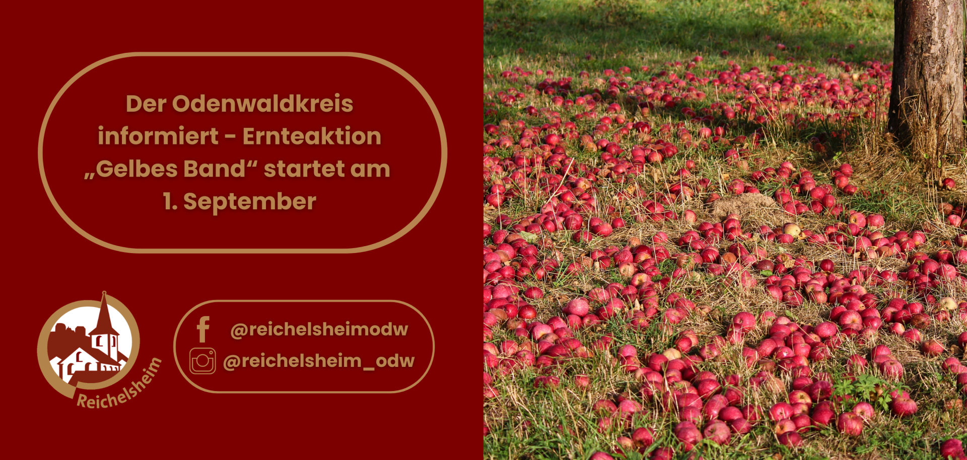 Infografik zur Ernteaktion „Gelbes Band“ des Odenwaldkreises ab 1. September, mit Foto einer Streuobstwiese voller Äpfel.