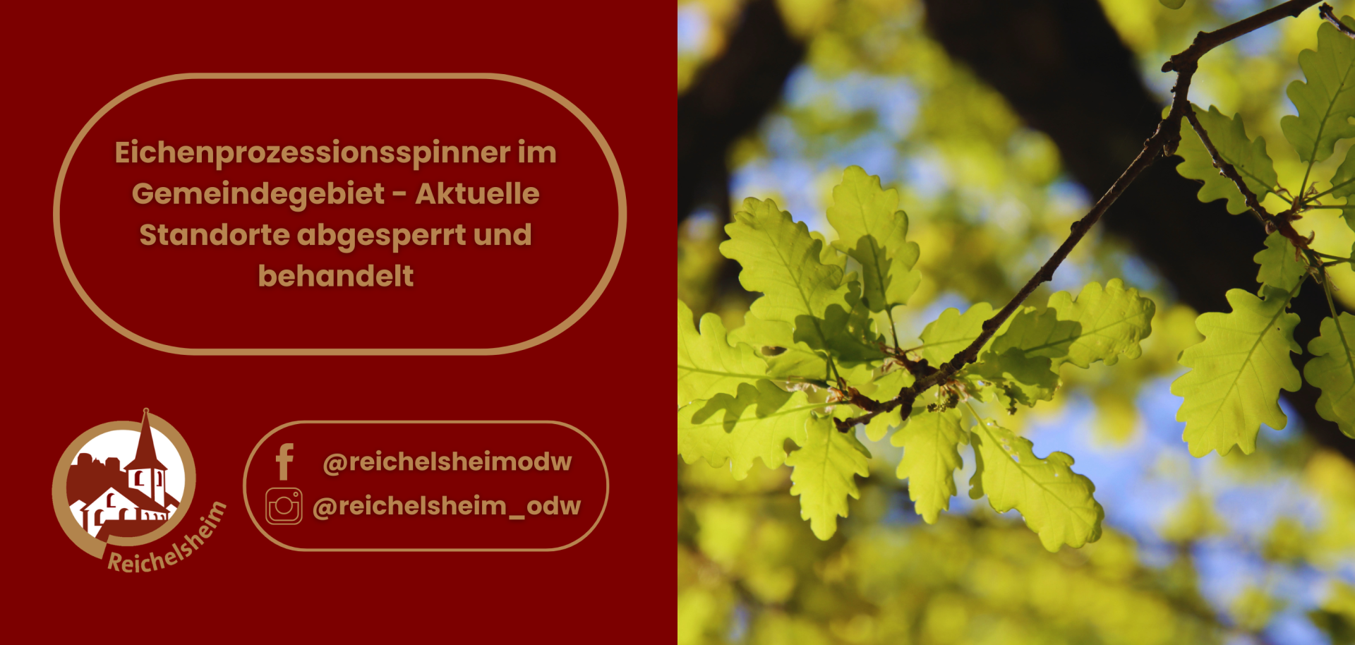 Eichenprozessionsspinner im Gemeindegebiet – Standorte abgesperrt und behandelt. Logo Reichelsheim und grüne Eichenblätter im Sonnenlicht.
