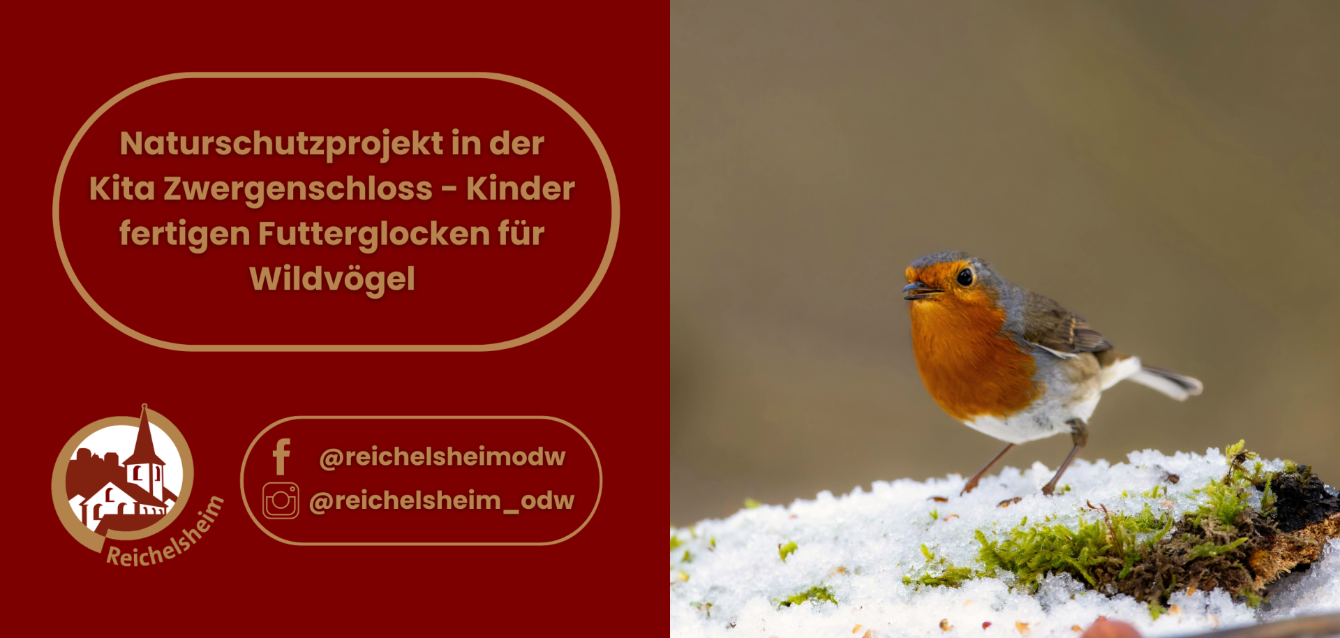 Informationsgrafik zum Naturschutzprojekt der Kita Zwergenschloss in Reichelsheim, bei dem Kinder Futterglocken für Wildvögel basteln. Links stehen die Textinformationen und Social-Media-Kontaktdaten. Rechts ist ein Rotkehlchen auf einem leicht schneebedeckten Ast mit Moos zu sehen.