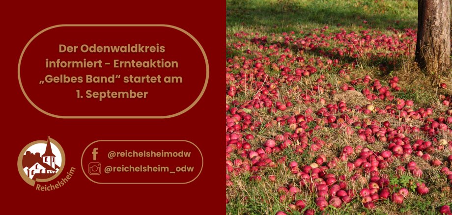 Der Odenwaldkreis informiert - Ernteaktion „Gelbes Band“ startet am 1. September Infografik zur Ernteaktion „Gelbes Band“ des Odenwaldkreises ab 1. September, mit Foto einer Streuobstwiese voller Äpfel.