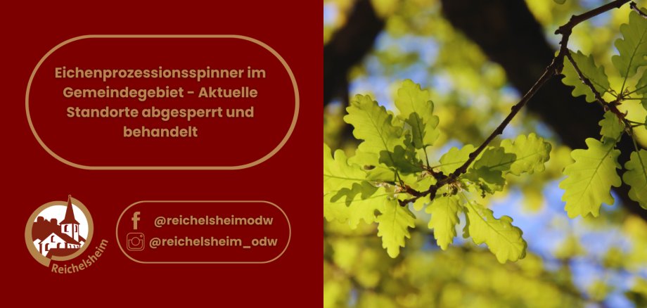 Eichenprozessionsspinner im Gemeindegebiet – Standorte abgesperrt und behandelt. Logo Reichelsheim und grüne Eichenblätter im Sonnenlicht.