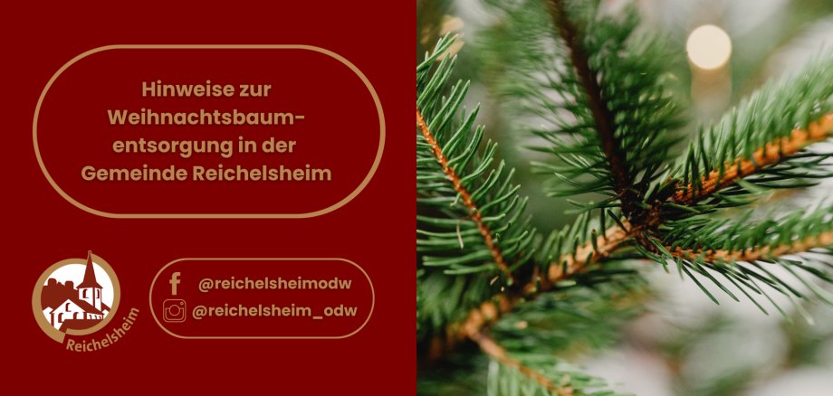 Hinweise zur Weihnachtsbaumentsorgung in der Gemeinde Reichelsheim Plakat zur Weihnachtsbaum-Entsorgung in der Gemeinde Reichelsheim. Die linke Hälfte zeigt auf dunkelrotem Hintergrund den goldenen Text 'Hinweise zur Weihnachtsbaum-entsorgung in der Gemeinde Reichelsheim' in einem abgerundeten goldenen Rahmen. Darunter ist das gold-weiße Logo der Gemeinde Reichelsheim zu sehen, das stilisiert Gebäude mit einem Kirchturm darstellt, und Social-Media-Handles: '@reichelsheimodw' für Facebook und '@reichelsheim_odw' für Instagram. Die rechte Hälfte des Bildes zeigt eine unscharfe Nahaufnahme eines grünen Tannenzweigs oder Nadelbaums, mit verschwommenen, warmen Lichtern im Hintergrund, die an Weihnachtsbeleuchtung erinnern.
