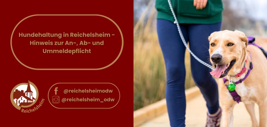 Hundehaltung in Reichelsheim - Hinweis zur An-, Ab- und Ummeldepflicht Grafik zur Hundehalterpflicht in Reichelsheim mit Hinweis auf An-, Ab- und Ummeldung; daneben ein Hund an der Leine.