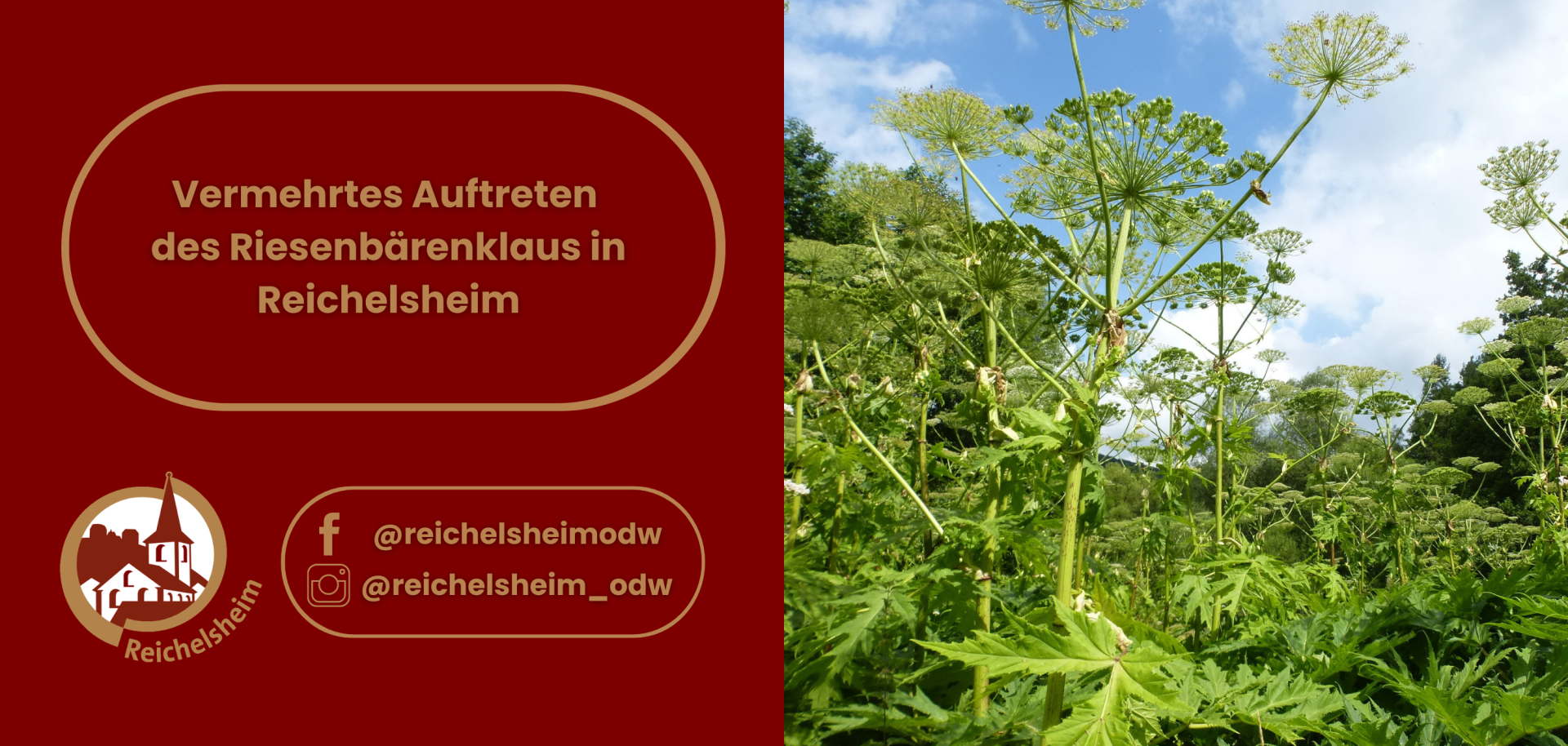 Grafik: Vermehrtes Auftreten des Riesenbärenklaus in Reichelsheim. Rechts ein Foto der hochgewachsenen Riesenbärenklau-Pflanzen.